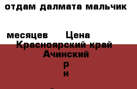 отдам далмата мальчик 8 месяцев.  › Цена ­ 3 000 - Красноярский край, Ачинский р-н, Ачинск г. Животные и растения » Собаки   